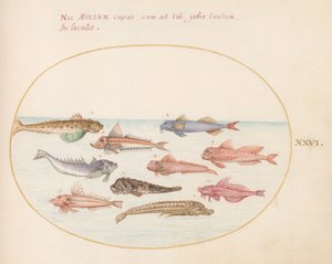 Placa 26: Guarnições, Dragonets e Outros Peixes de Joris Hoefnagel