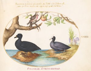 Placa 27: Um Pato(?), Um Galeirão e um Pintassilgo(?) de Joris Hoefnagel
