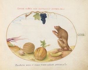 Placa 28: Uma "Tartarina" (Barbary Macaque?) com Frutas e um Caracol de Joris Hoefnagel