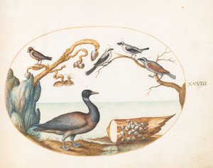 Gravura 28: Ganso-craca com picanços e outras aves de Joris Hoefnagel