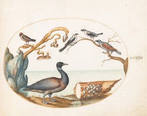 Prancha 28: Ganso-de-faces-brancas com picanços e outras aves de Joris Hoefnagel