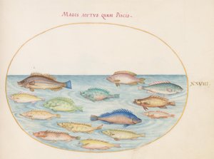 Placa 28: Dourada(?) e Outros Peixes de Joris Hoefnagel