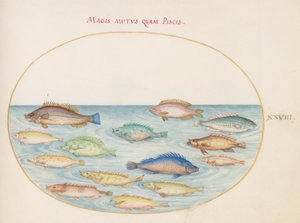 Prancha 28: Dourada(?) e outros peixes de Joris Hoefnagel