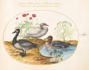Placa 29: Gansos com papoulas e um ciclame de Joris Hoefnagel