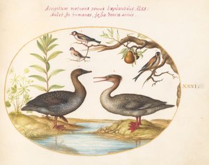 Placa 31: Pato, Merganser e Três Pintassilgos de Joris Hoefnagel