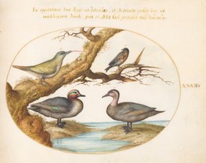 Prancha 32: uma marrequinha-de-asa-verde, um jovem pica-pau-verde e duas outras aves de Joris Hoefnagel