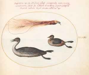 Placa 34: Ave do Paraíso com Merganser(?) e Grebe(?) de Joris Hoefnagel