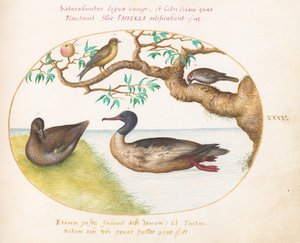 Placa 35: Feminino cerceta-de-asa-verde, merganso-de-peito-vermelho(?), pardal e um pintassilgo(?) de Joris Hoefnagel