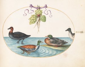  de Joris Hoefnagel