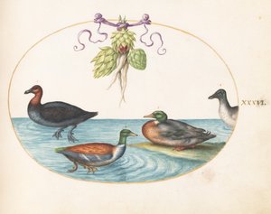Gravura 36: Merganser-de-peito-vermelho, pá e duas outras aves aquáticas com alcachofras de Joris Hoefnagel