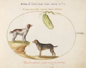 Placa 37: Dois Spaniels com uma Cabaça de Joris Hoefnagel