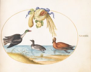 Ilustração 38: Merganser com duas outras aves aquáticas e uma guirlanda de melões e cabaças de Joris Hoefnagel