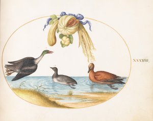 Prancha 38: merganso com duas outras aves aquáticas e uma grinalda de melões e abóboras de Joris Hoefnagel