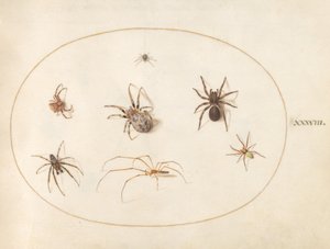 Placa 38: Sete Aranhas de Joris Hoefnagel