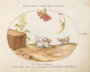 Placa 39: Três cachorrinhos com uma caixa e um cacho de uvas de Joris Hoefnagel