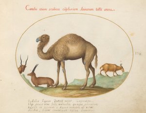 Placa 3: Camelo, Ibex e Cabra de Joris Hoefnagel