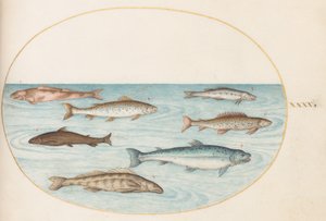 Prato 40: Salmão, Truta e Peixes de Água Doce (?) de Joris Hoefnagel