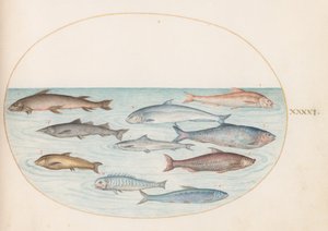 Placa 41: Peixe branco(?) e outros peixes de Joris Hoefnagel