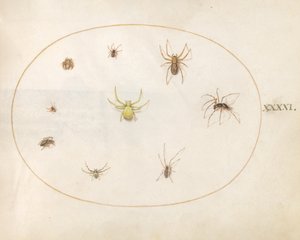 Placa 41: Aranha Amarela Cercada por Oito Aranhas de Joris Hoefnagel