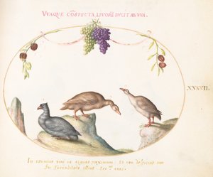 Ilustração 42: Dois Gansos Cinzentos com um Terceiro Pássaro e Uvas Penduradas de Joris Hoefnagel