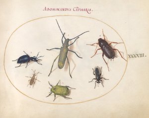 Ilustração 43: Um Chifre Longo Cinzento de Flor Dourada(?), Besouro Tansy(?), Barata, Inseto-Folha e Outros Insetos de Joris Hoefnagel