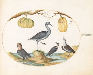 Placa 44: Godwit(?) e maçaricos com duas cabaças de Joris Hoefnagel