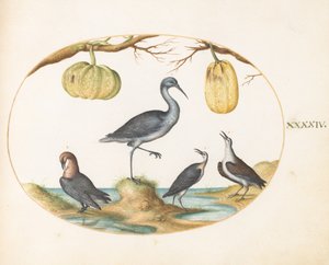  de Joris Hoefnagel
