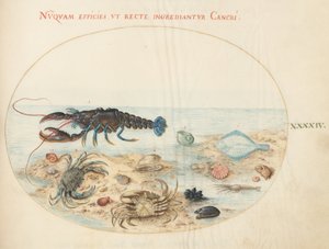 Placa 44: Lagosta, Dois Caranguejos, Conchas de Vieira e Outras Vidas Marinhas de Joris Hoefnagel