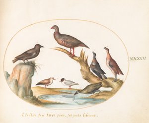 Ilustração 45: Gaivotas e outros pássaros na costa de Joris Hoefnagel