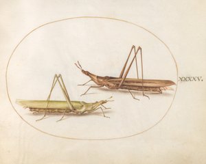 Prancha 45: Dois gafanhotos de cabeça longa (?) de Joris Hoefnagel