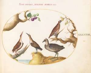 Placa 48: Grouse de madeira, trilho e maçarico com avelãs e figos de Joris Hoefnagel