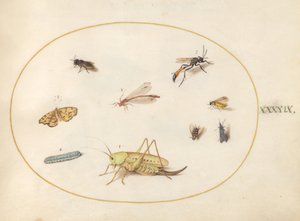 Ilustração 49: Um gafanhoto, uma lagarta, uma borboleta, uma mariposa e outros insetos de Joris Hoefnagel