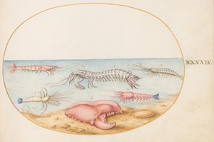 Prancha 49: camarão-louva-a-deus e a pinça de um lagostim europeu de Joris Hoefnagel