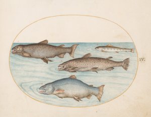 Prato 4: Quatro Salmões de Joris Hoefnagel