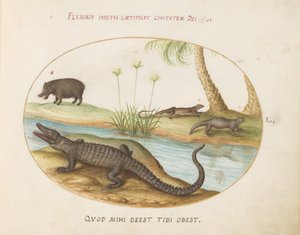 Placa 50: Um crocodilo(?), um hipopótamo(?), e dois lagartos com uma planta de papiro de Joris Hoefnagel