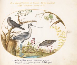 Gravura 50: Um alfaiate com dois outros pássaros de Joris Hoefnagel