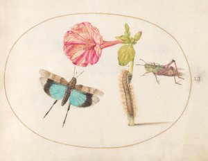 Ilustração 51: Gafanhotos e uma lagarta com uma flor das quatro horas de Joris Hoefnagel