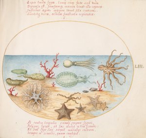 Placa 53: Pepinos do Mar, Coral, Polvo, Estrela do Mar, Lula e Outras Criaturas do Mar de Joris Hoefnagel