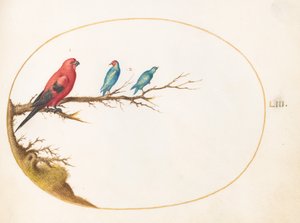 Placa 53: Três Pássaros de Cores Brilhantes de Joris Hoefnagel
