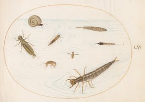 Ilustração 55: Insetos e Invertebrados Aquáticos, Incluindo um Caracol de Joris Hoefnagel