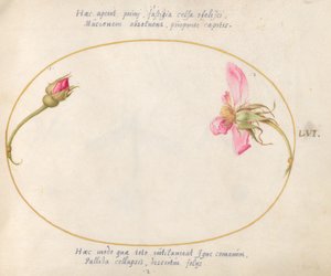 Placa 56: Um botão de rosa e uma rosa em desintegração de Joris Hoefnagel