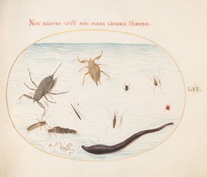 Placa 56: Escorpião de Água, Medidor de Água, Patinador de Lagoa, Ácaro de Água Vermelha, Sanguessuga(?), E Outros Insetos Aquáticos de Joris Hoefnagel