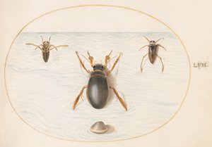 Ilustração 57: Um Besouro Mergulhador e Duas Vistas de um Nadador de Costas de Joris Hoefnagel