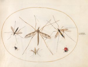 Gravura 57: Uma joaninha, uma mosca e quatro outros insetos de Joris Hoefnagel