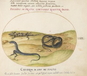 Ilustração 57: Uma Serpente, uma Salamandra de Fogo e uma Criatura Semelhante a Serpente com Duas Pernas de Joris Hoefnagel