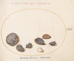 Placa 58: Conchas, incluindo Abalone(?) de Joris Hoefnagel