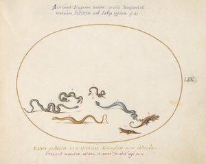 Placa 59: Cobras e um Lagarto de Joris Hoefnagel