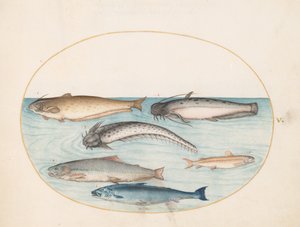  de Joris Hoefnagel