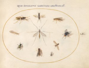 Placa 60: Moscas e outros insectos, c.1575/80 (aguarela, guache e ouro sobre velino) de Joris Hoefnagel