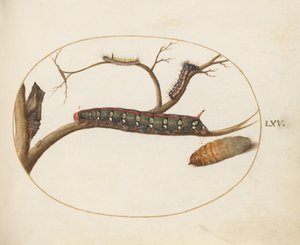 Ilustração 60: Lagarta, Pupas e Outras Lagartas de Hawkmoth Leafy Spurge de Joris Hoefnagel